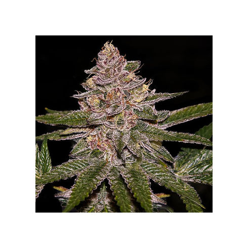 Ripper Seeds - Auto Radical Juice